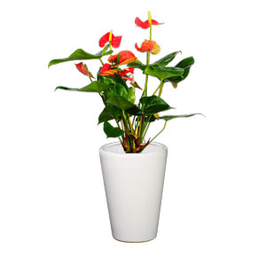 單棵大紅掌 開(kāi)花類(lèi)組合植物